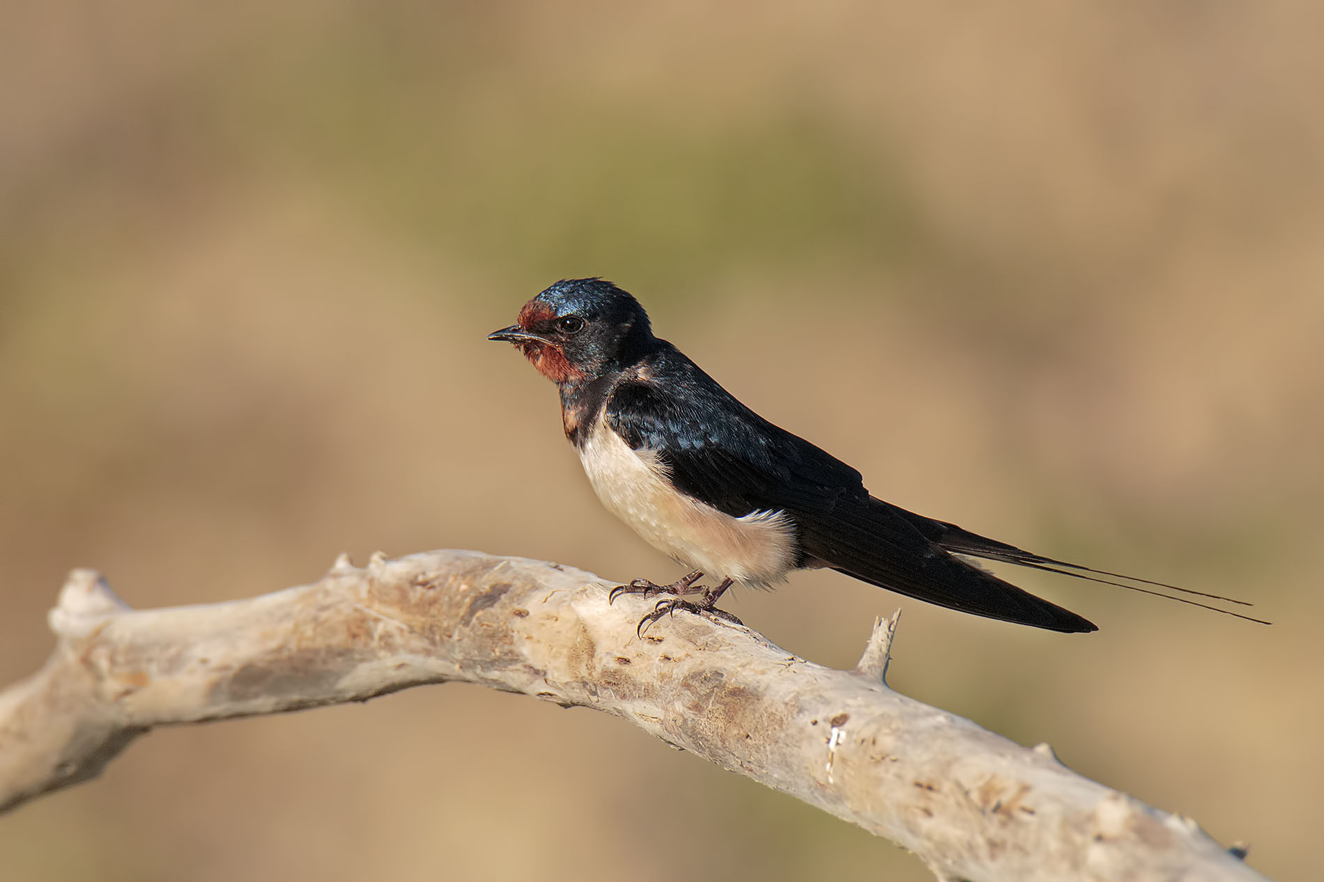 Evening Swallow nice weather hopefully!!! (Hirundo rustica)