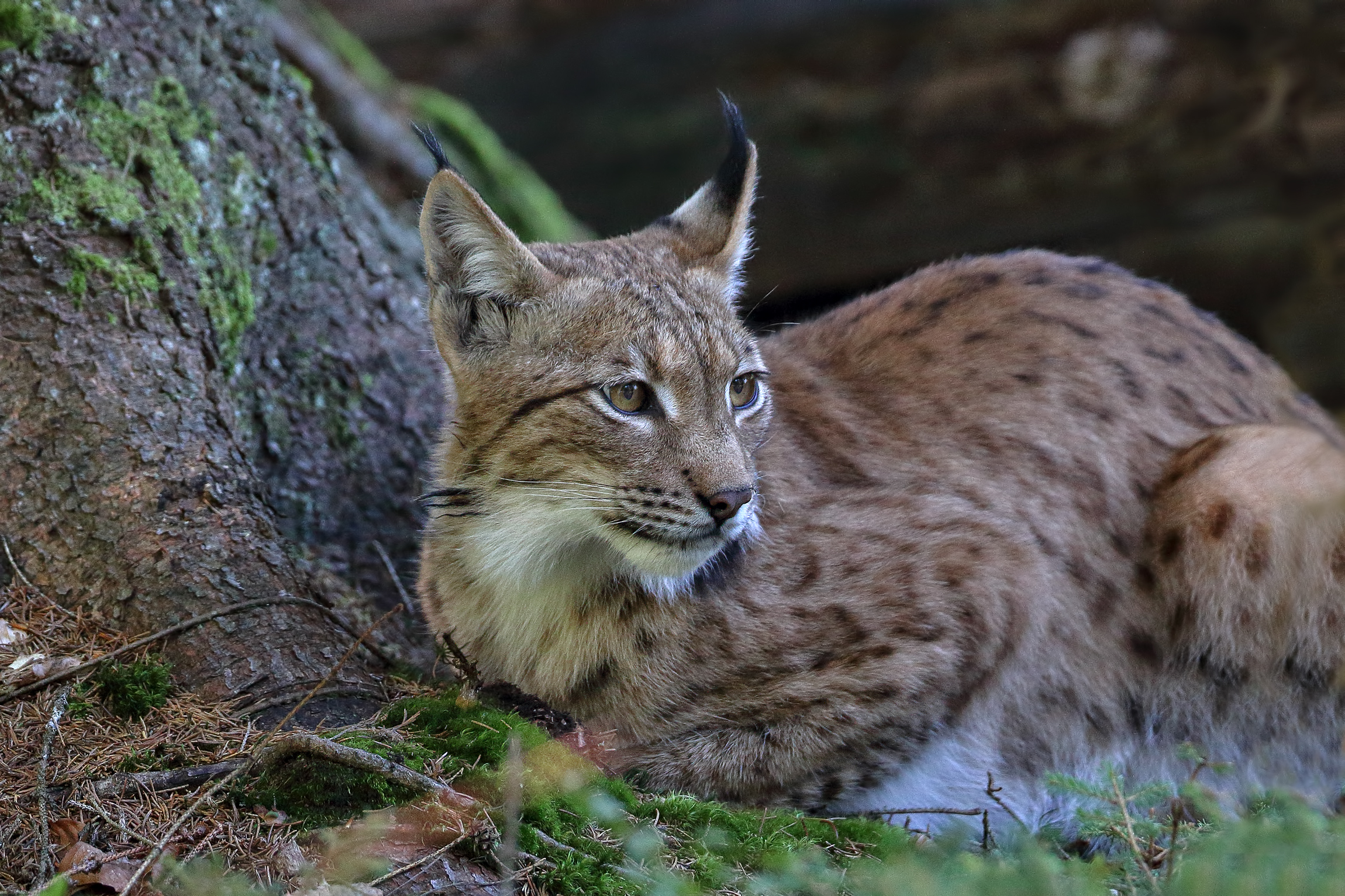 Bavaria-Bosco di Zwiesel Lynx European