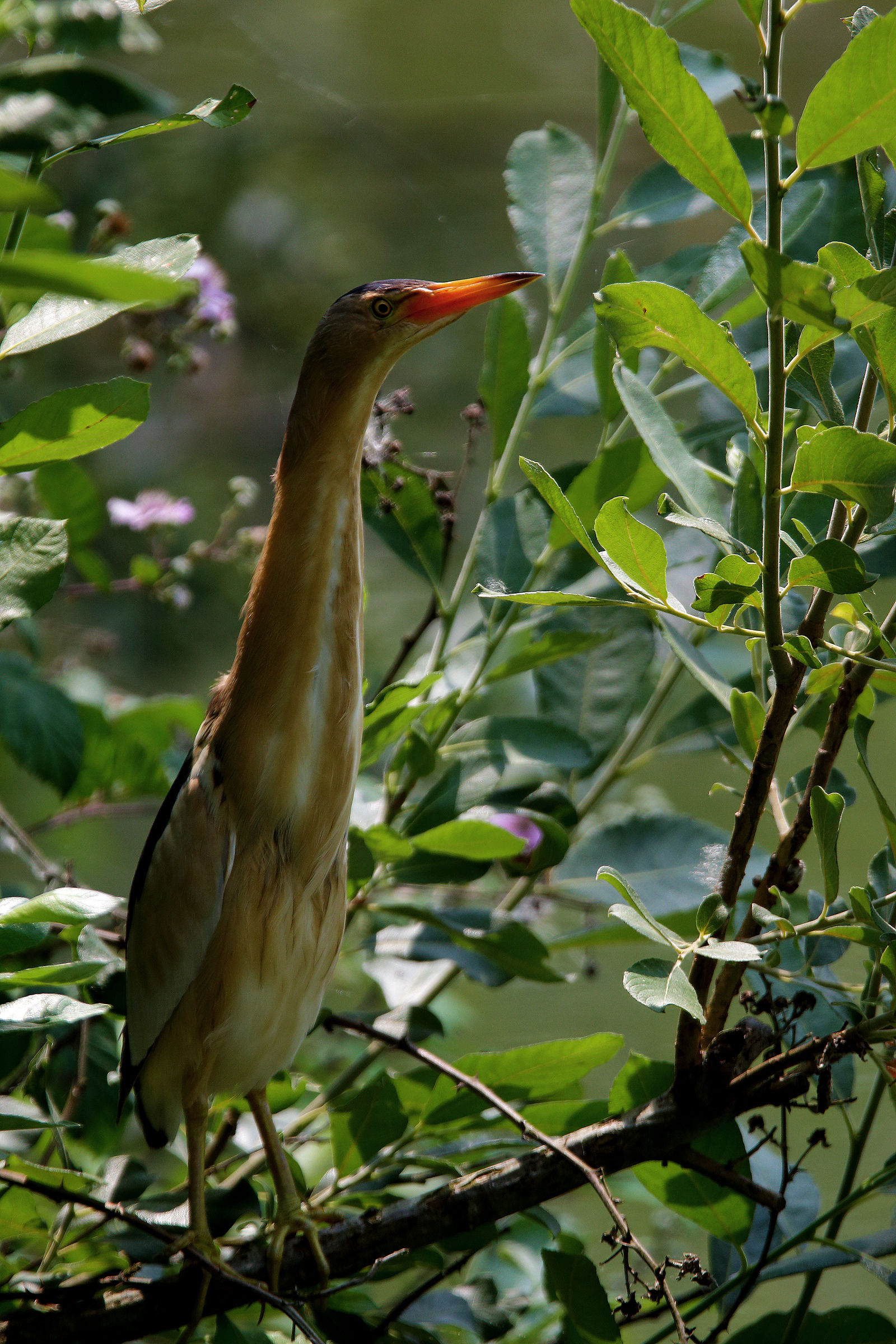 Bittern