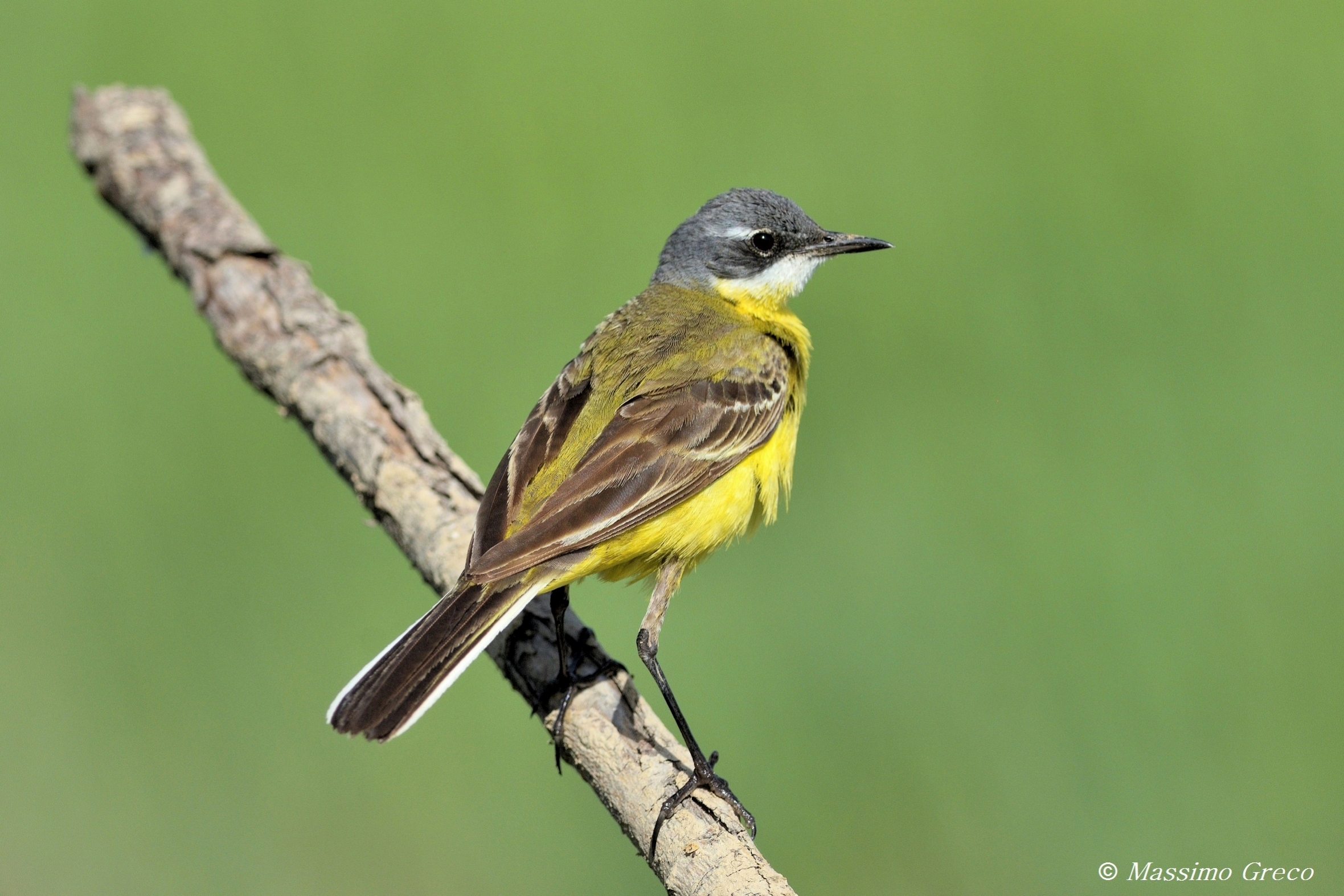 Cutrettola (Motacilla flava)