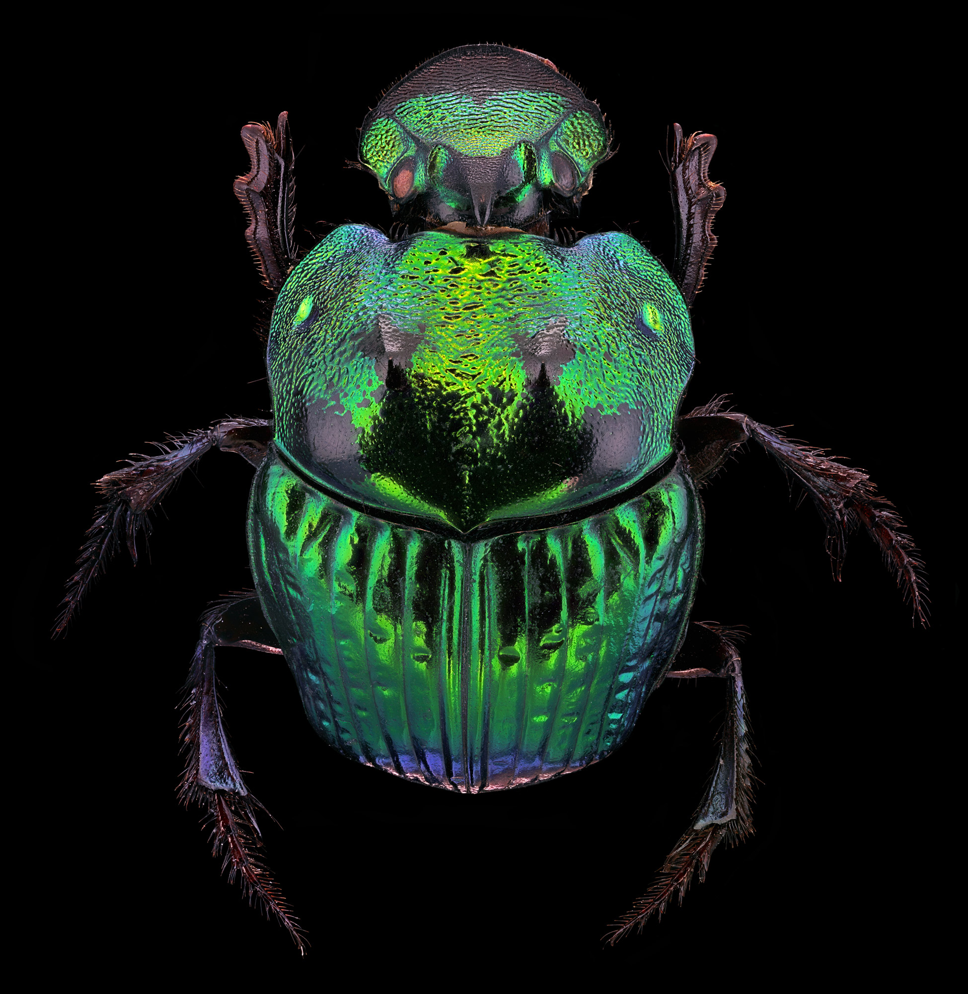 Scarabeidae