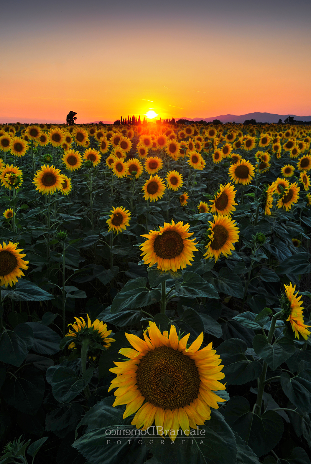 Sunflower at sunset