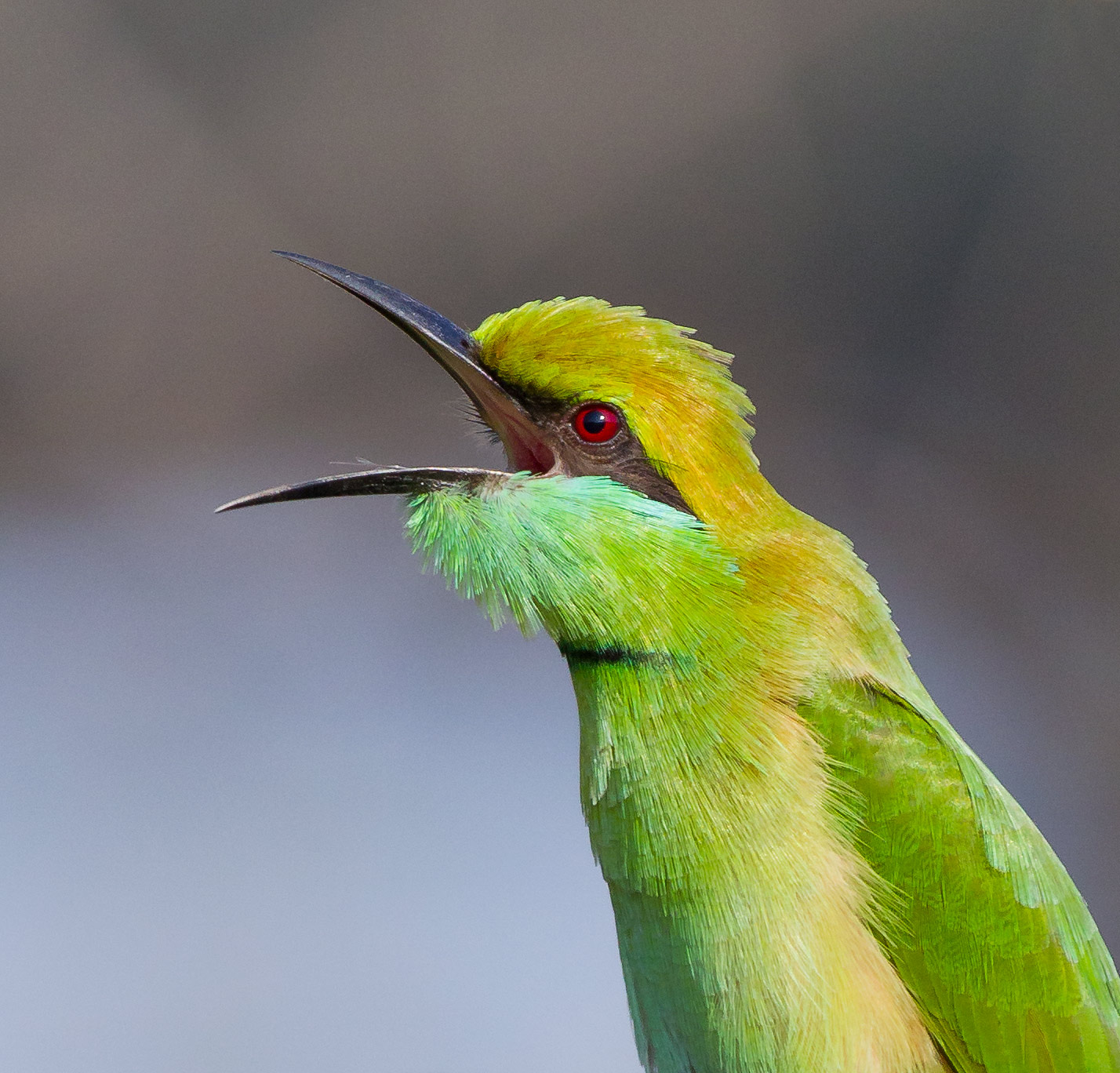 Green Bee Eater.