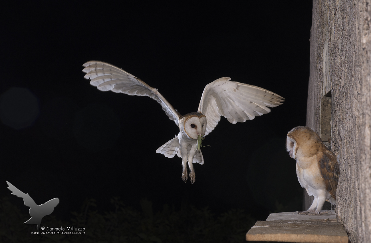 Non solo roditori per i miei Barbagianni _Tyto alba _