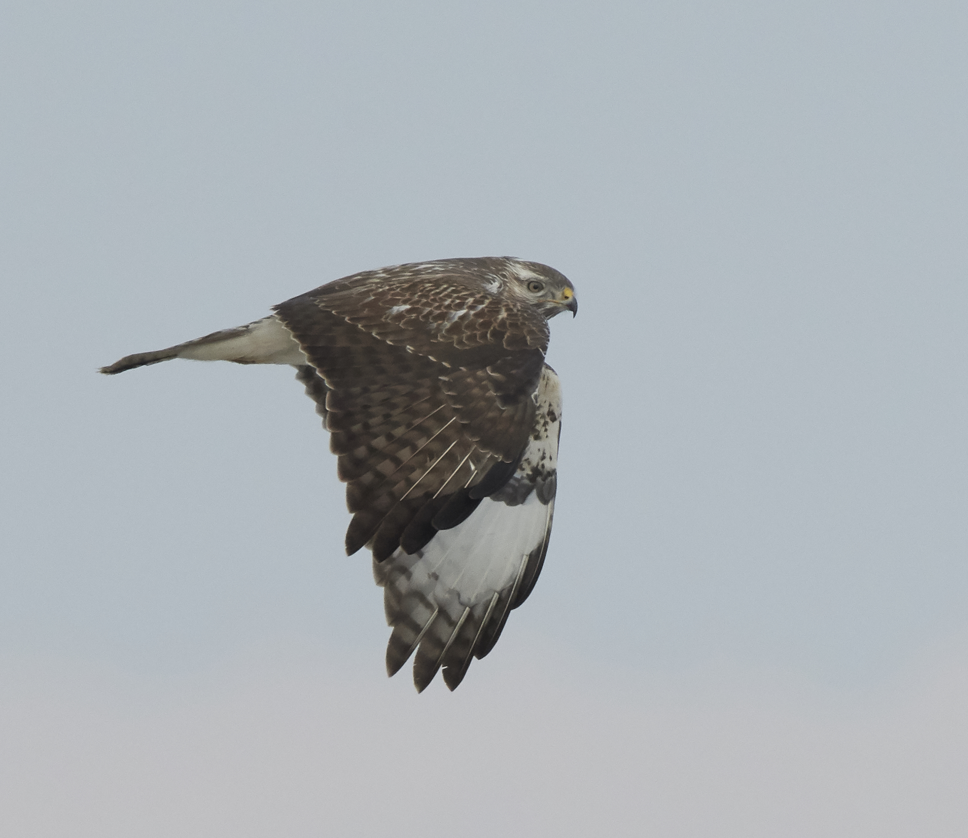 Poiana comune europea in inverno