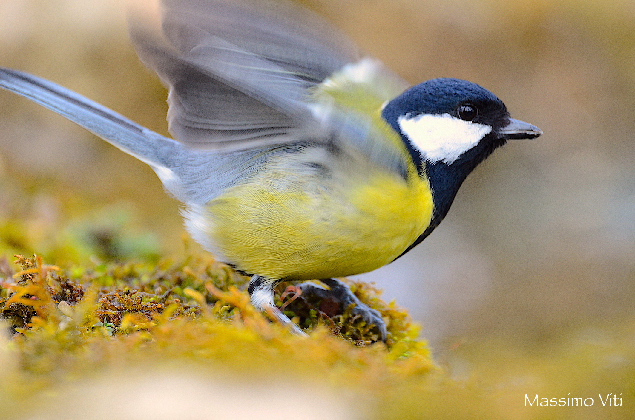 " Partenza " Cinciallegra