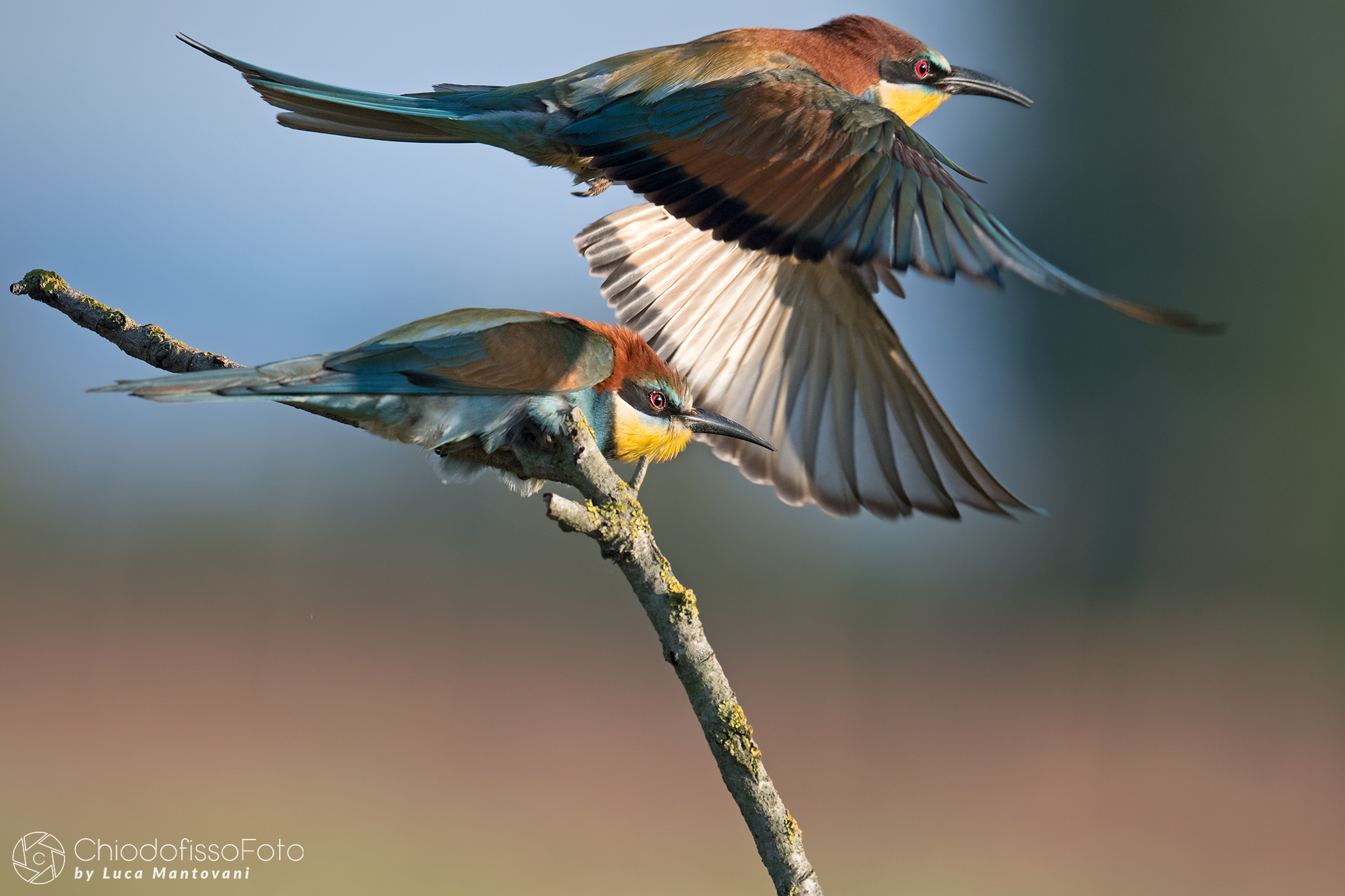 Male rises in flight over female