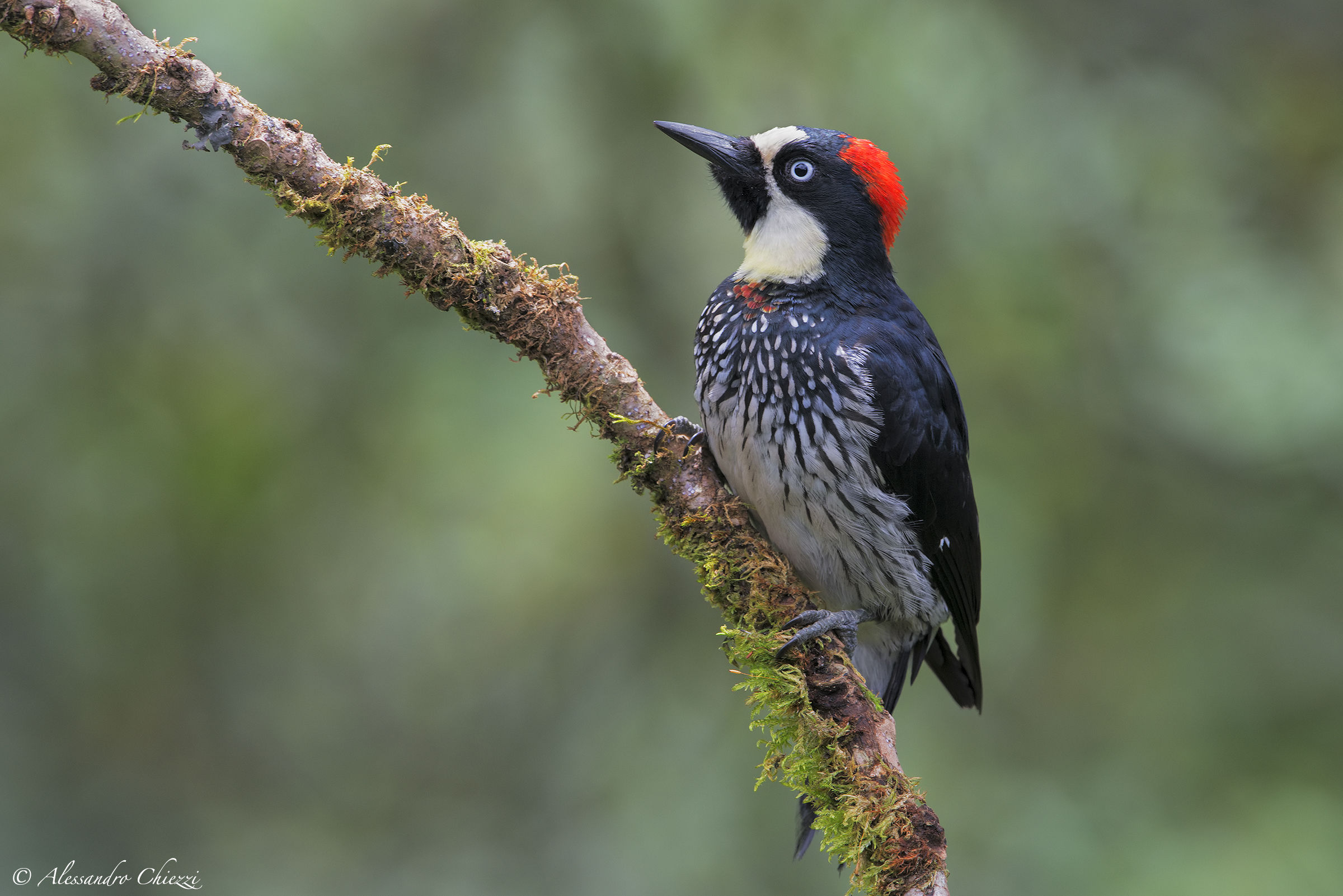 Acorns Woodpecker
