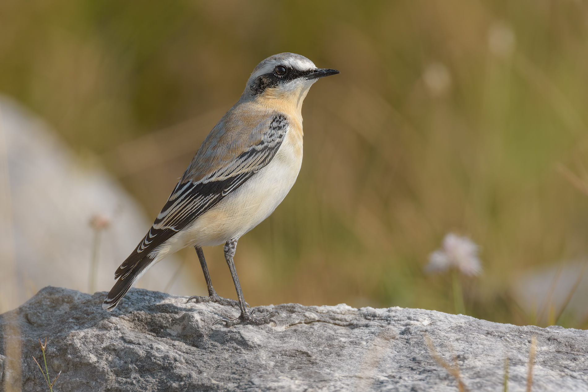Wheatear-Apuan Alps