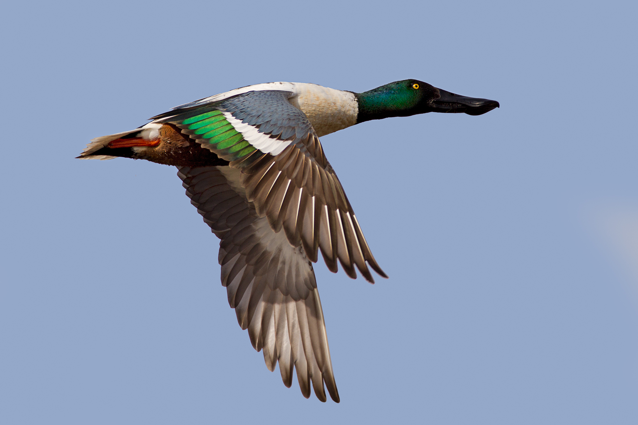 Shoveler