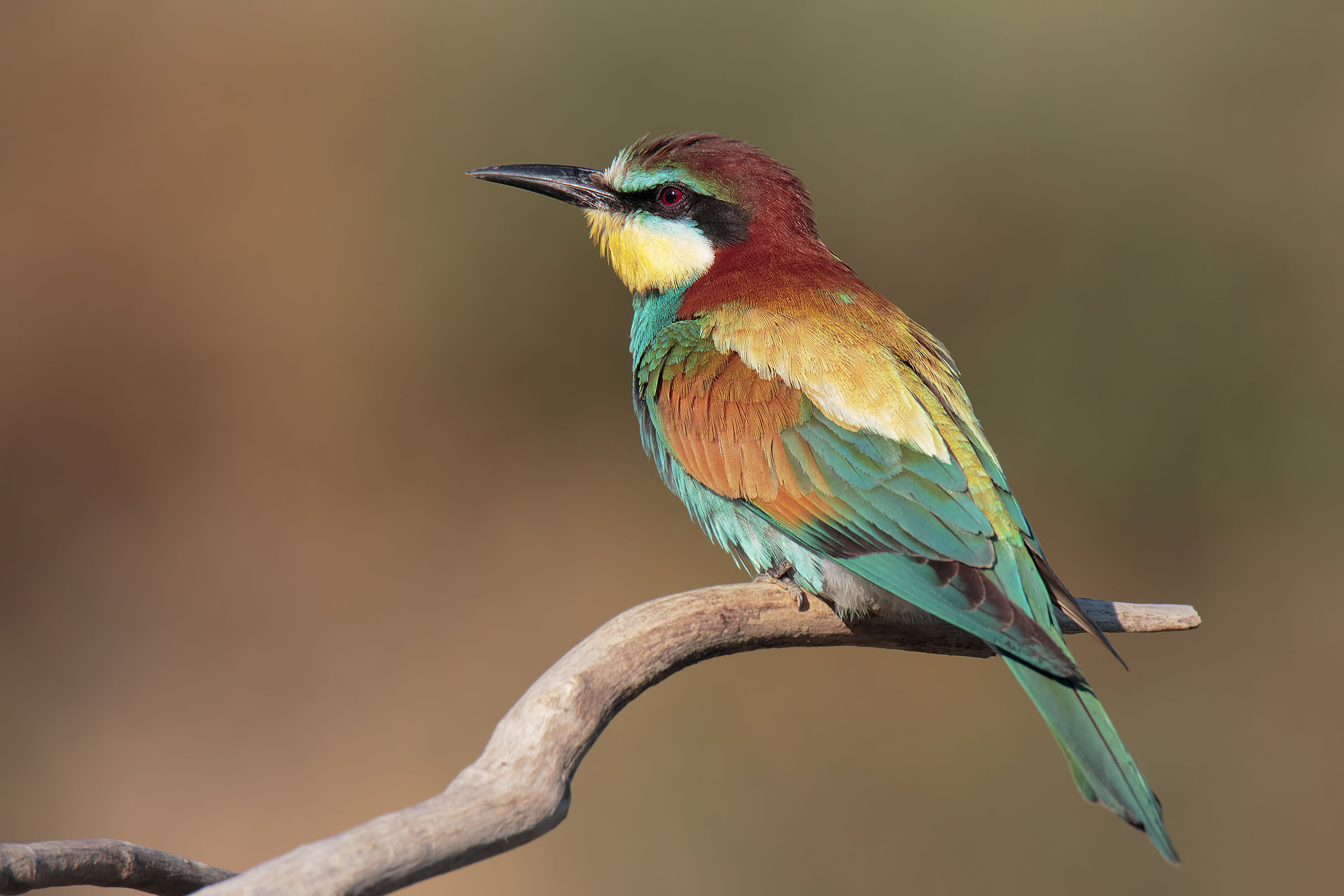 Bee-eater