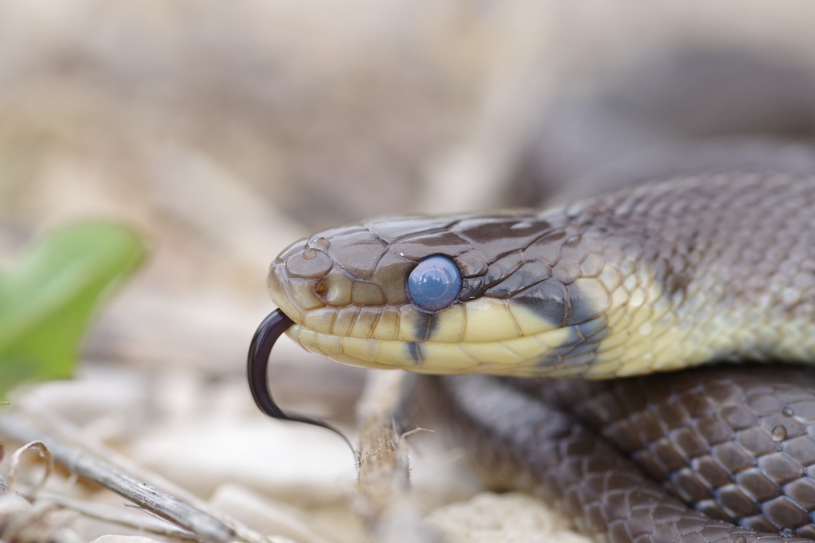Saettone - Zamenis longissimus