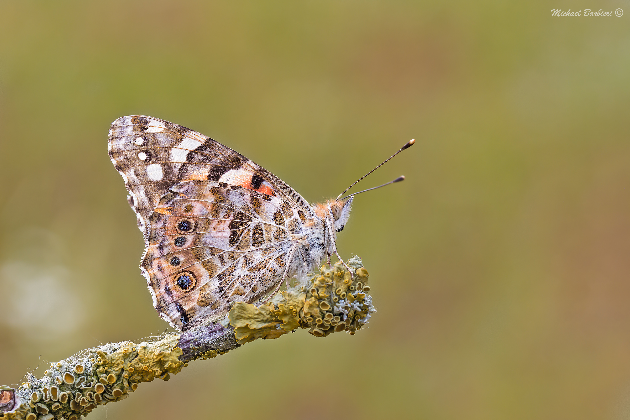 Vanessa cardui