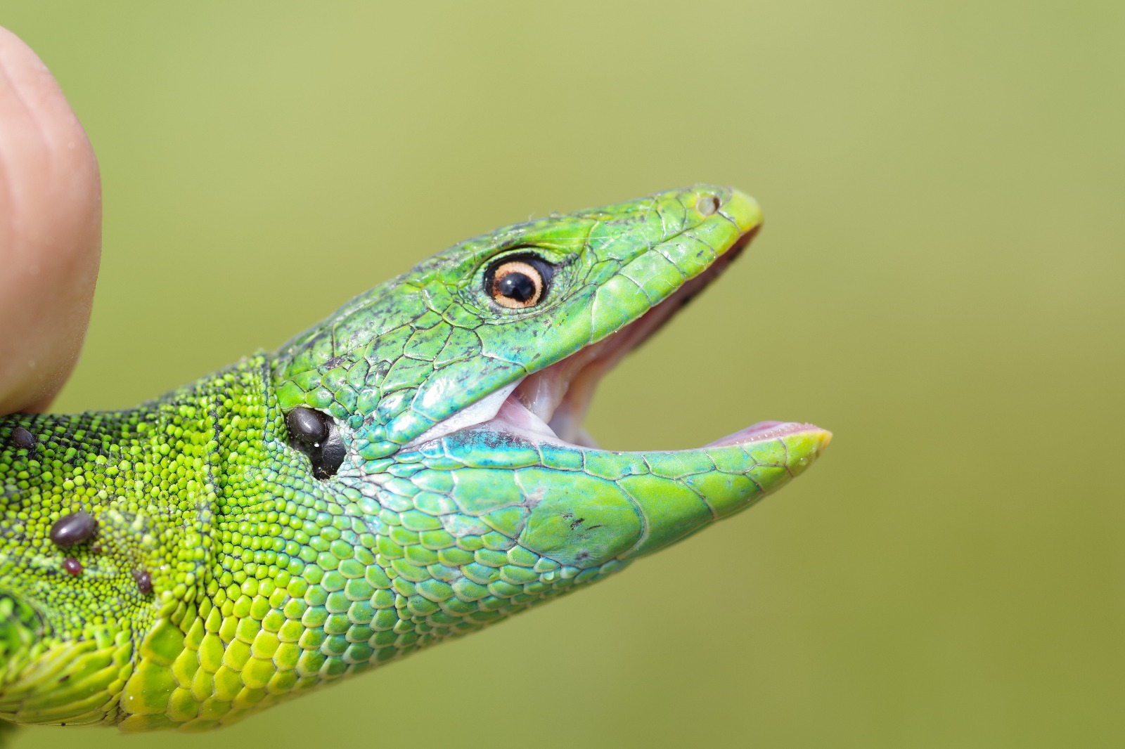 Ramarro - Lacerta bilineata