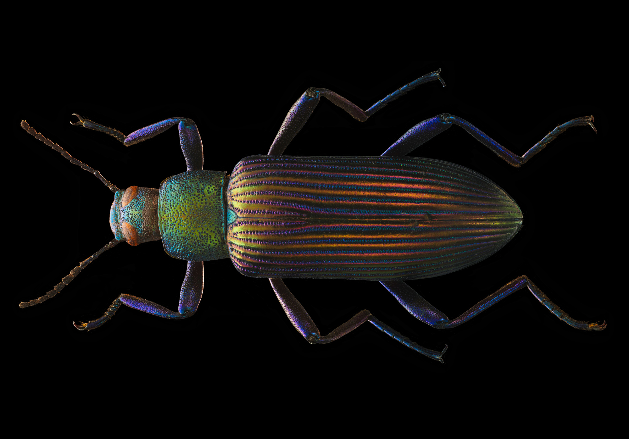 Strongylium Cupripenne