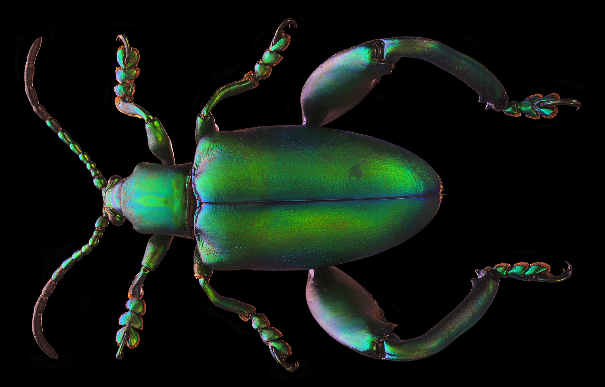 Sagra Longicollis 23 mm