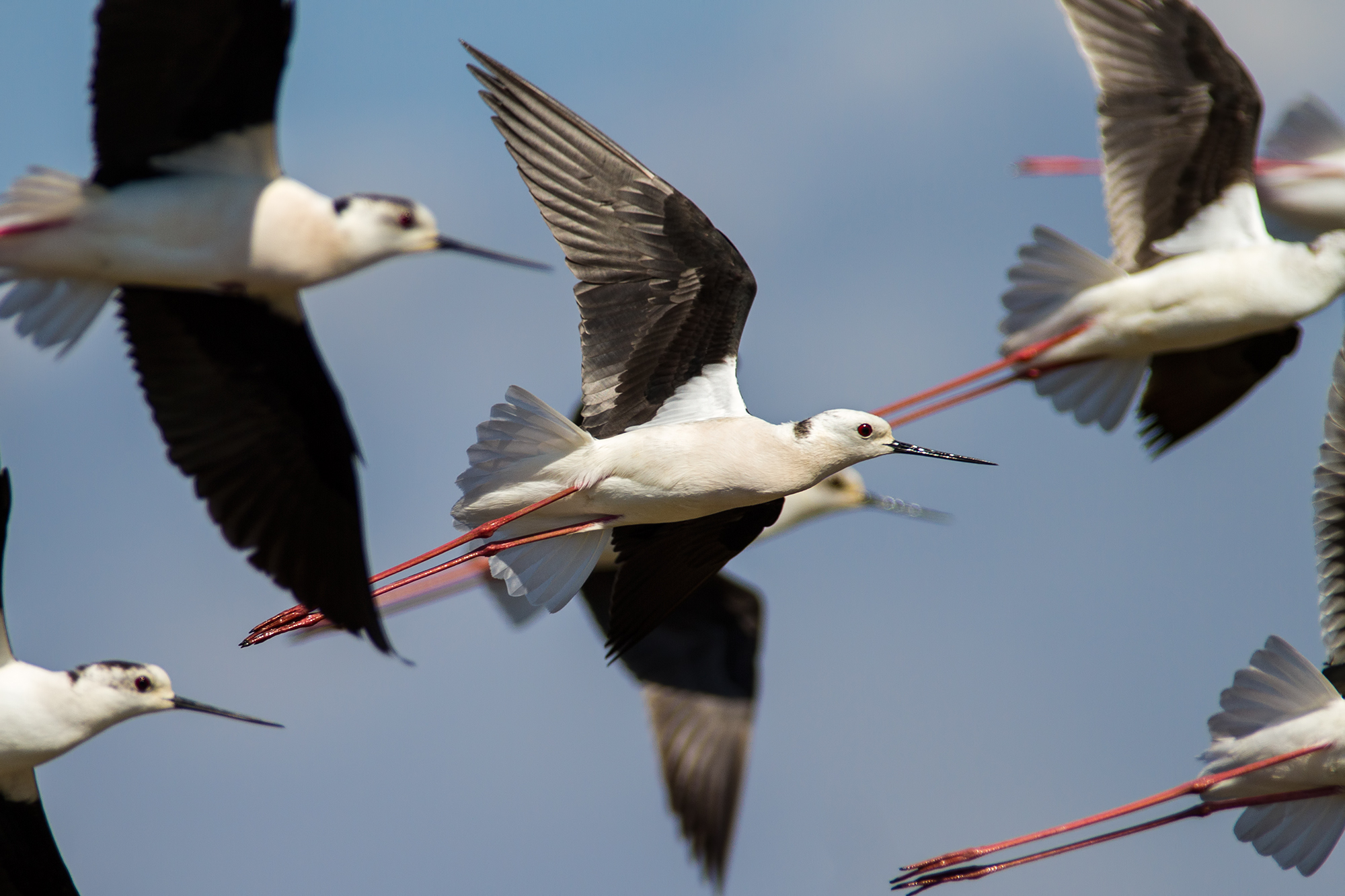 Knights of Italy in migration