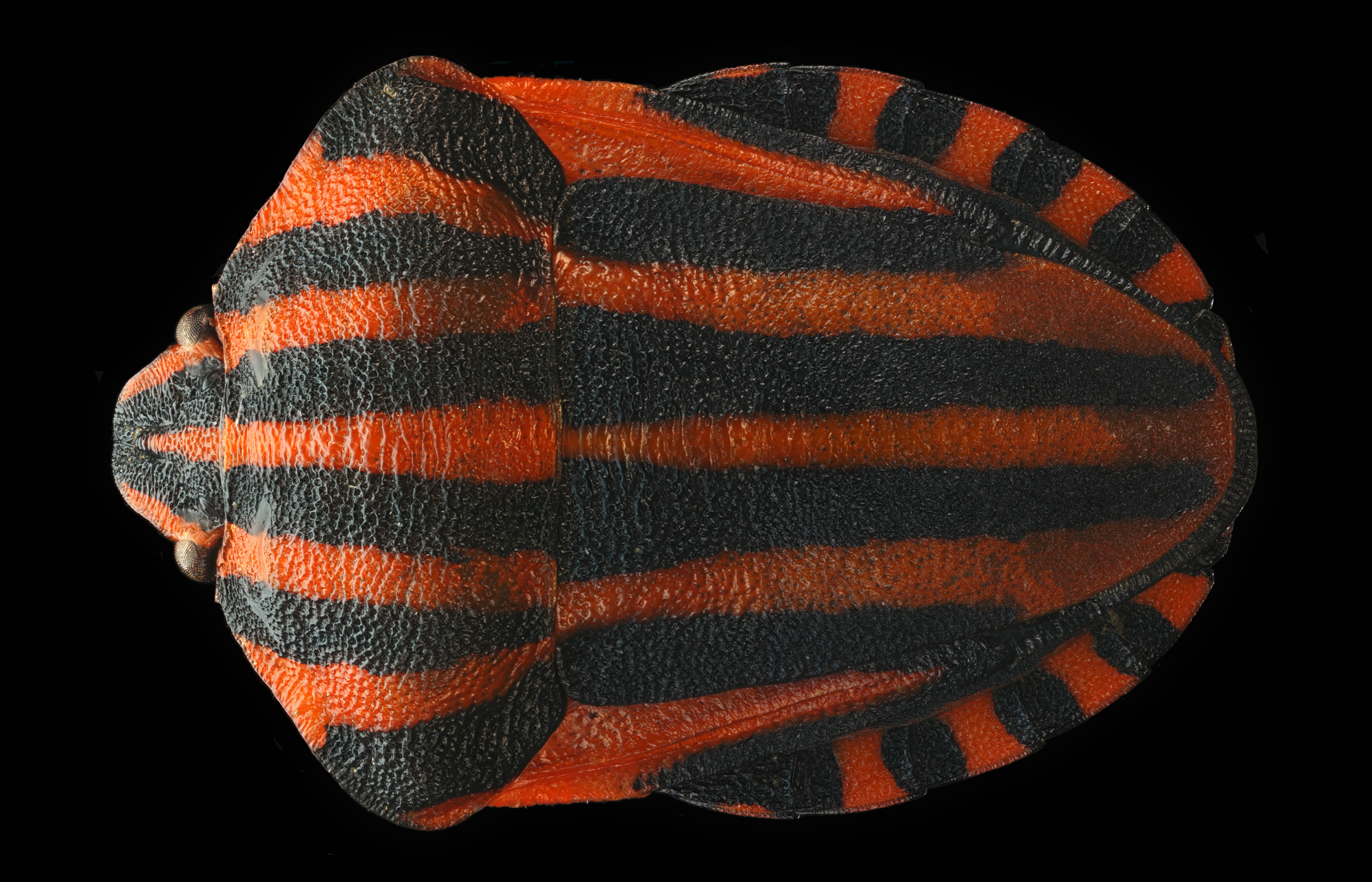 Graphosoma Italicum