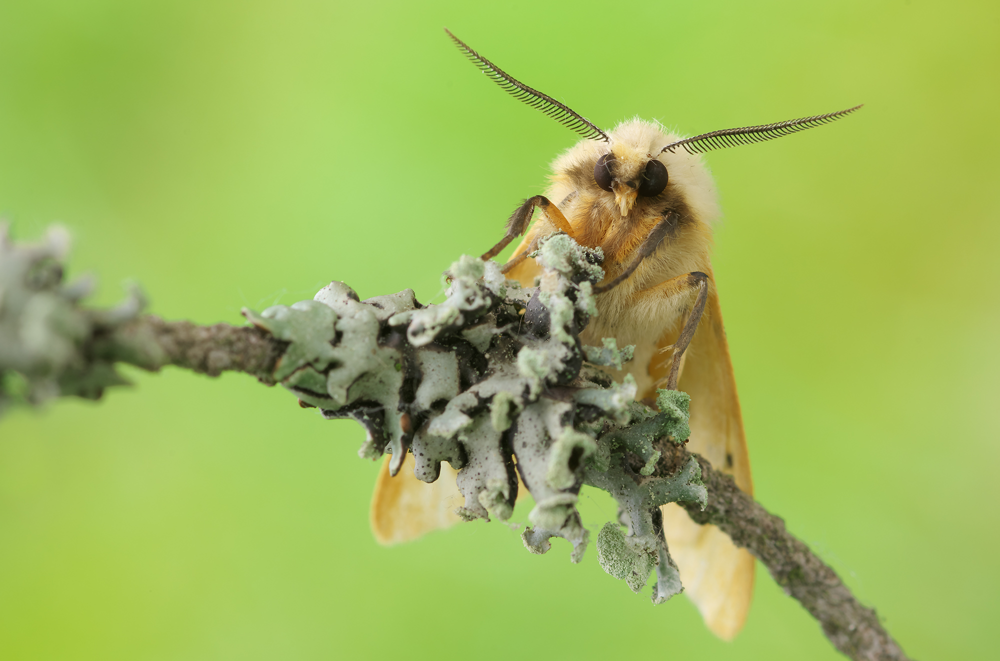 Diacrisia sannio (?)