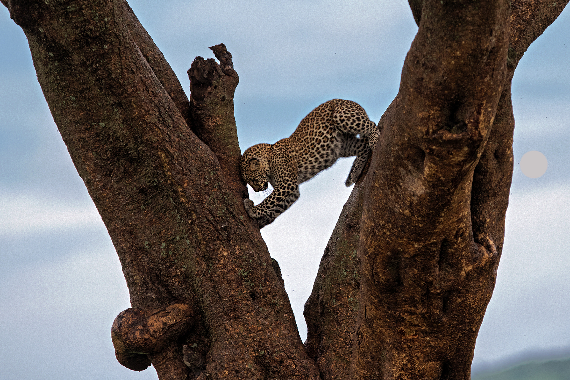 Agile come un leopardo...