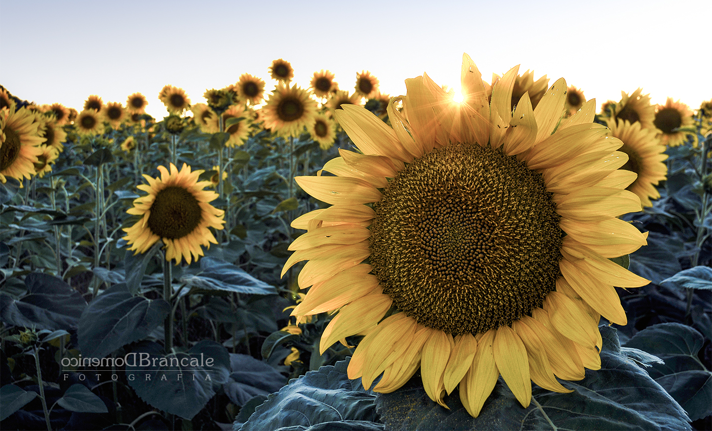 It's the right time for this beautiful flower