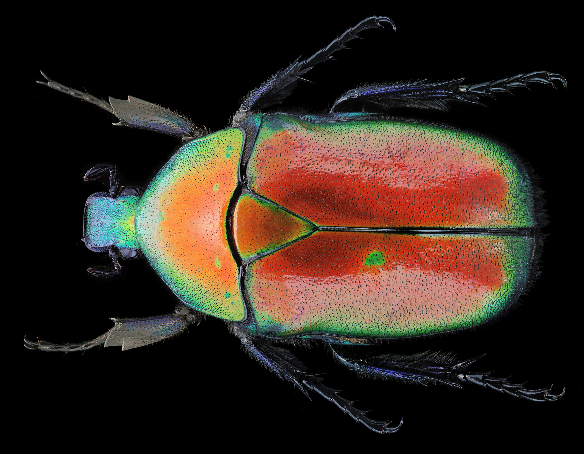 Torynorrhina Flammea