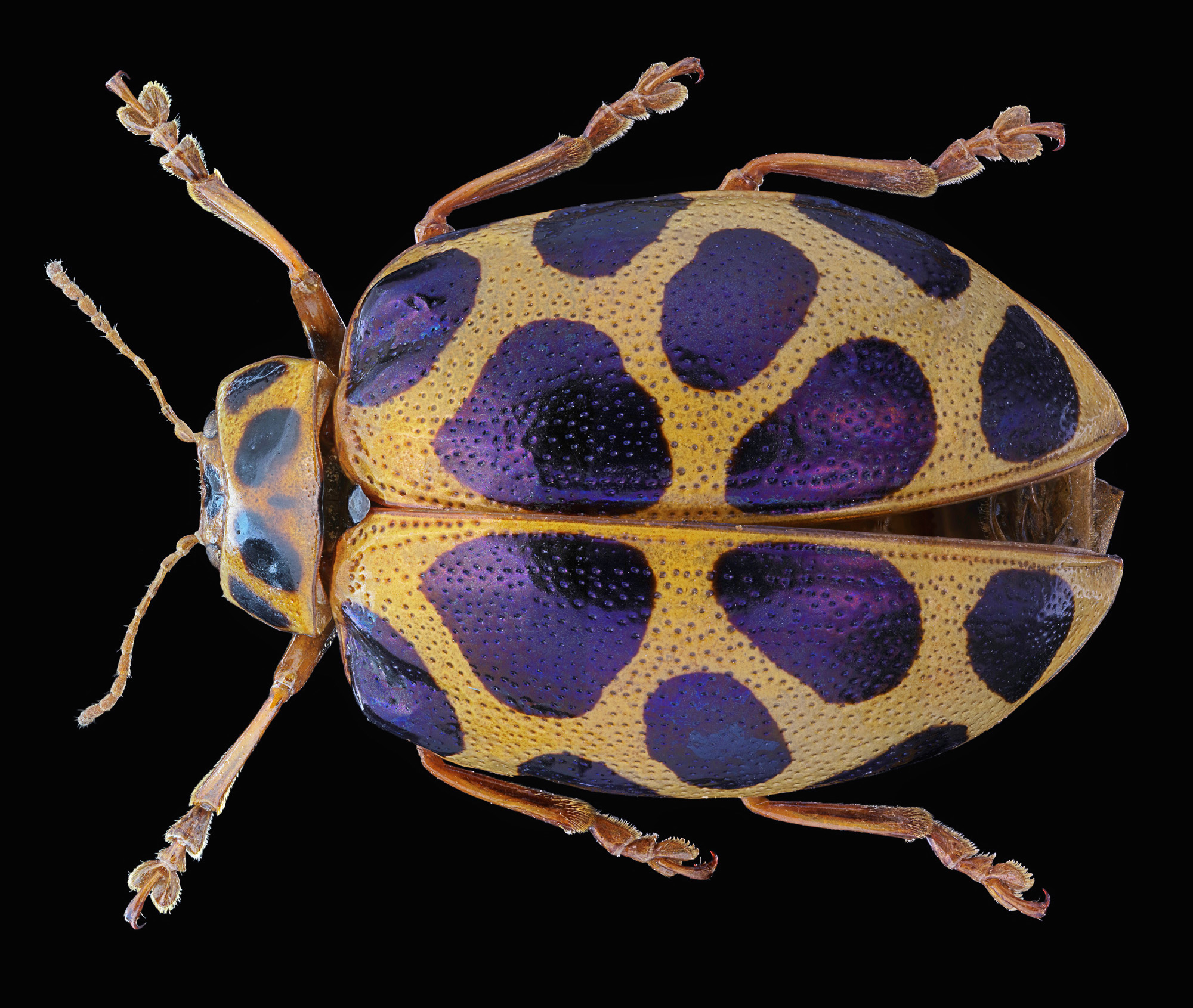 Platycorynus sp.