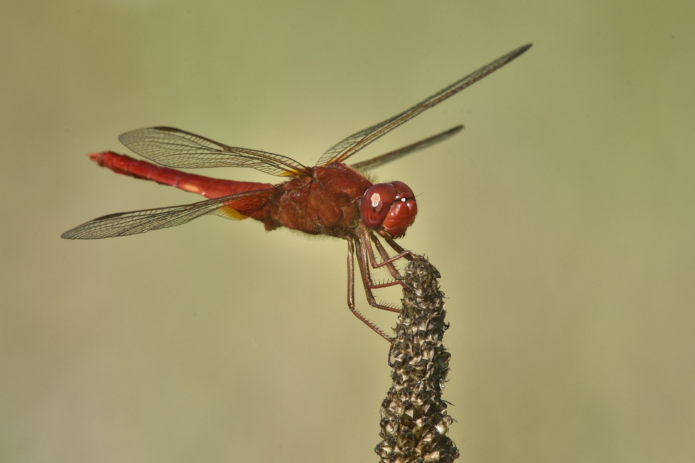 red dragonfly