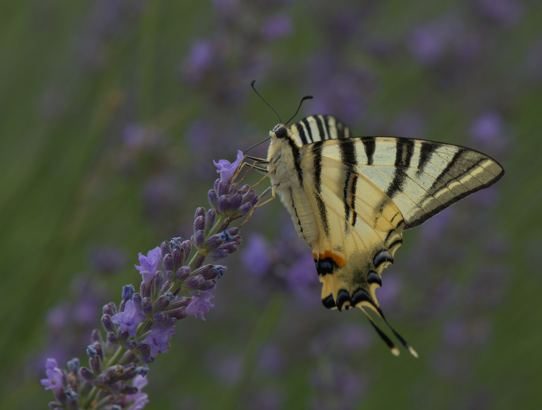Iphiclides Podalirius