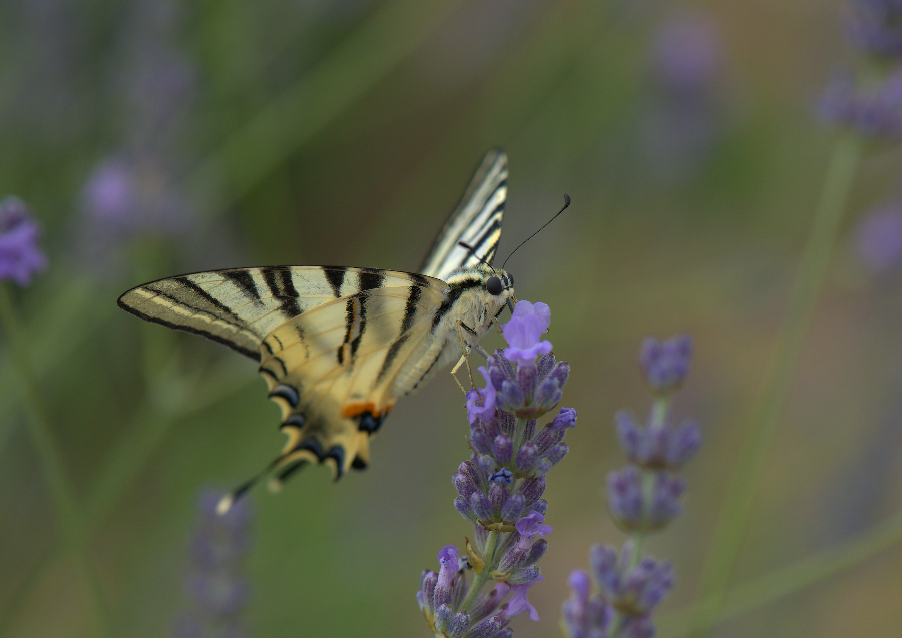 Iphiclides Podalirius
