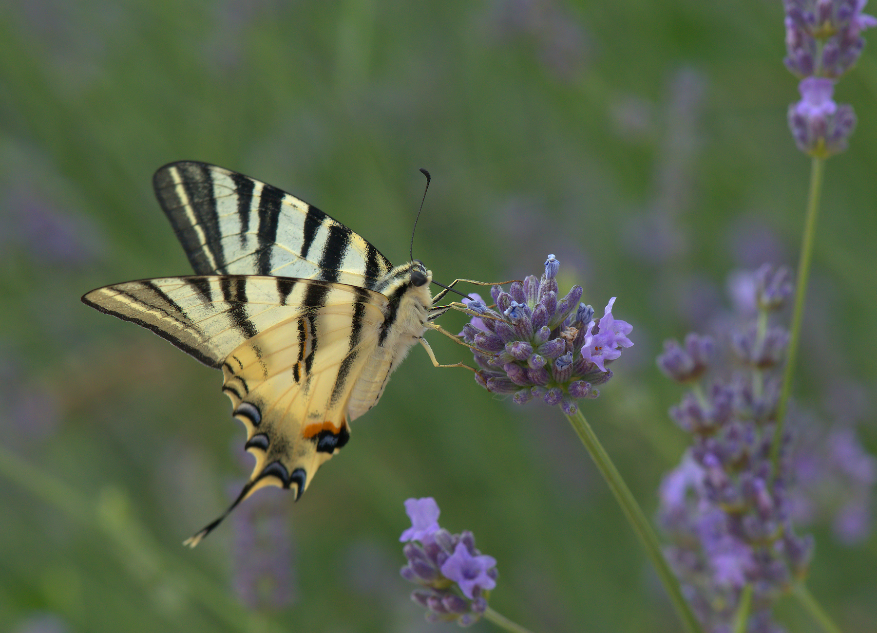 Iphiclides Podalirius