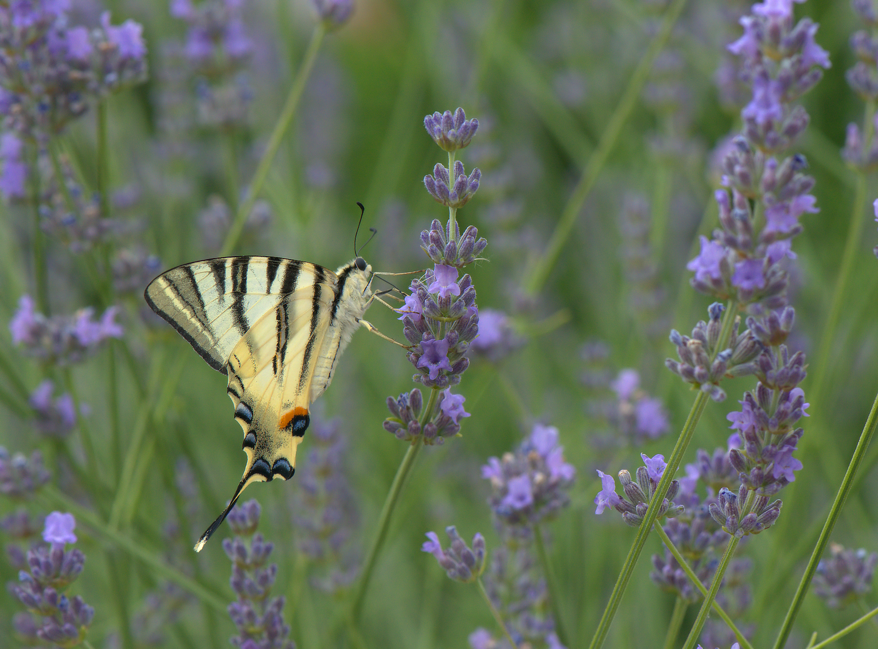Iphiclides Podalirius