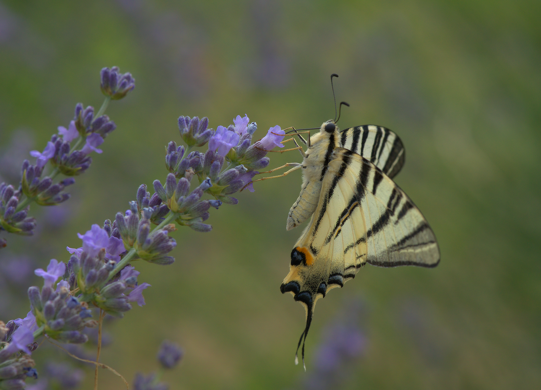 Iphiclides Podalirius