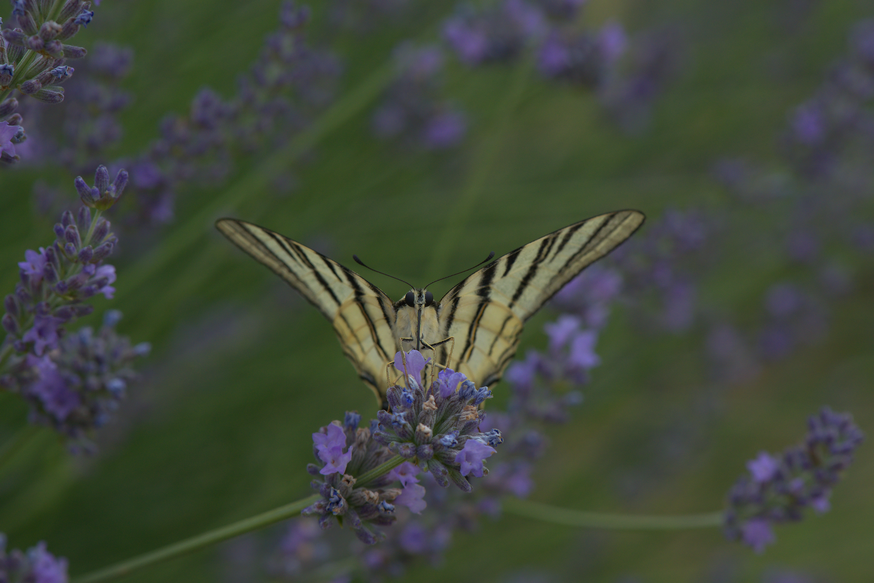 Iphiclides Podalirius