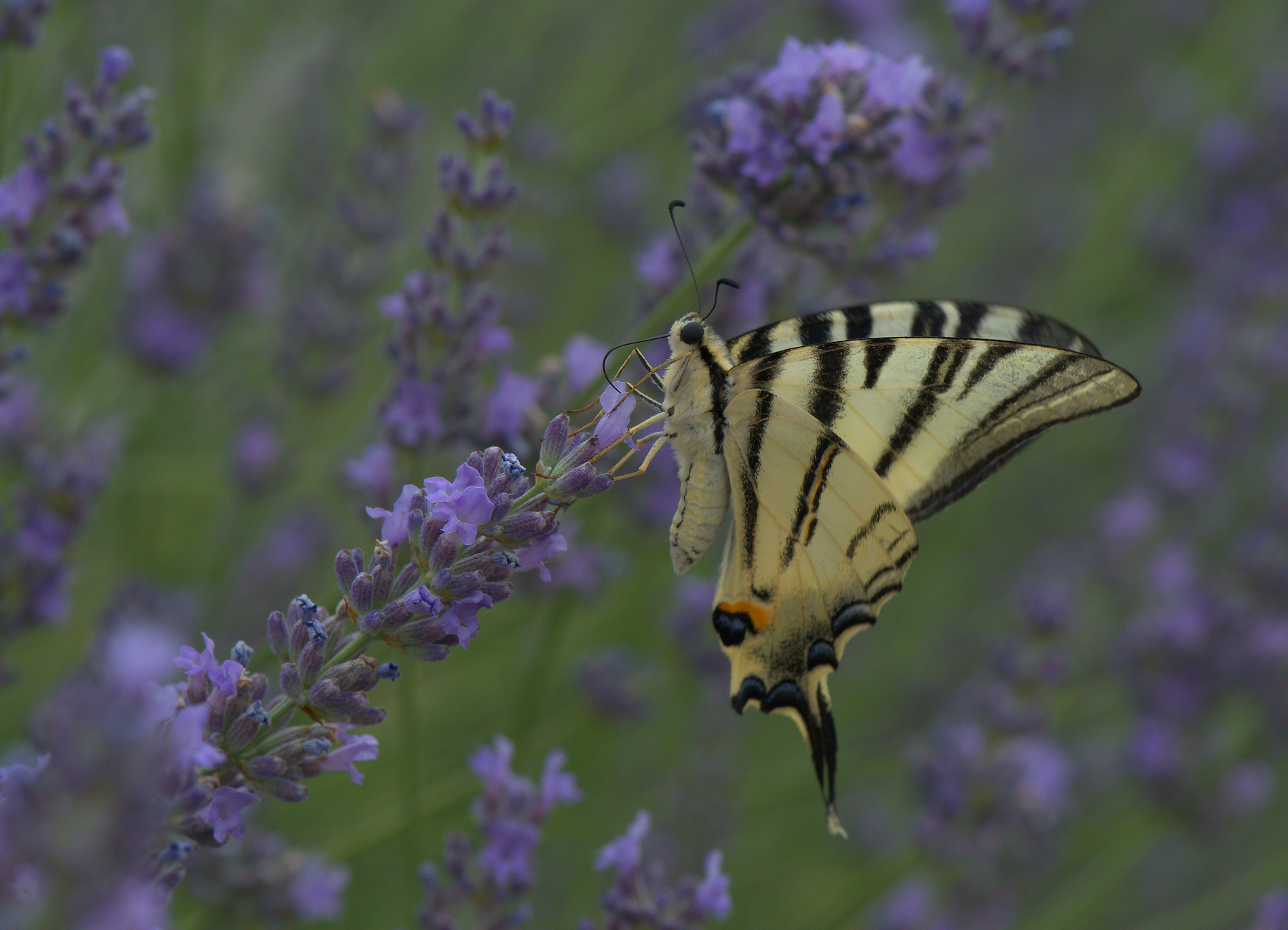 Iphiclides Podalirius