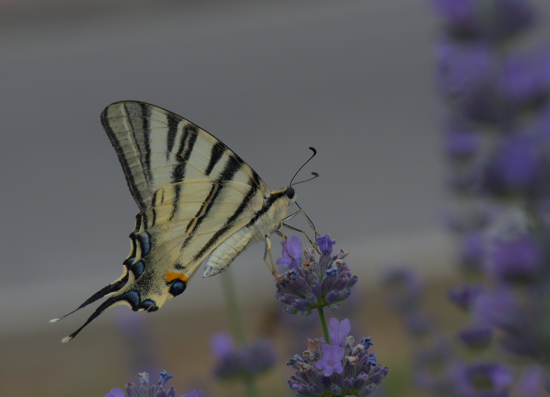 Iphiclides Podalirius