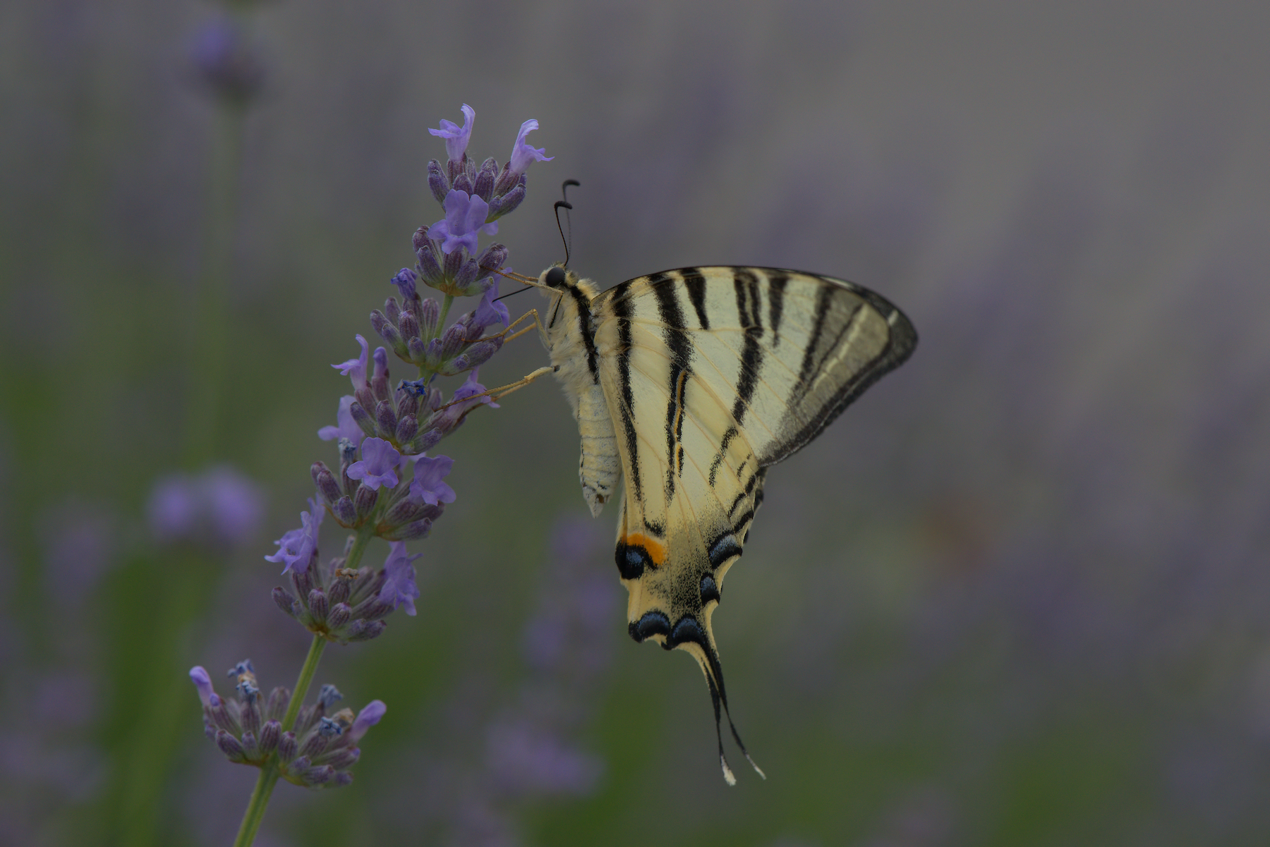 Iphiclides Podalirius