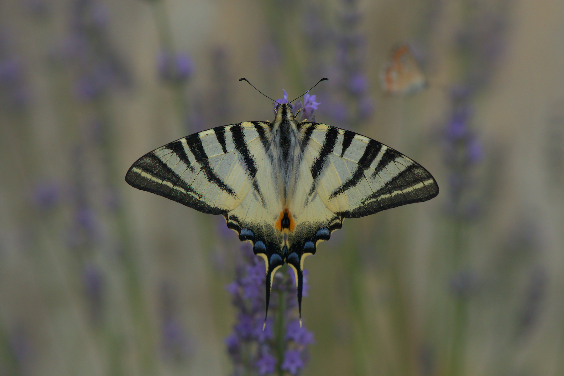 Iphiclides Podalirius