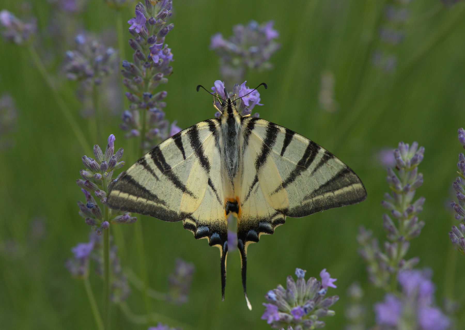 Iphiclides Podalirius