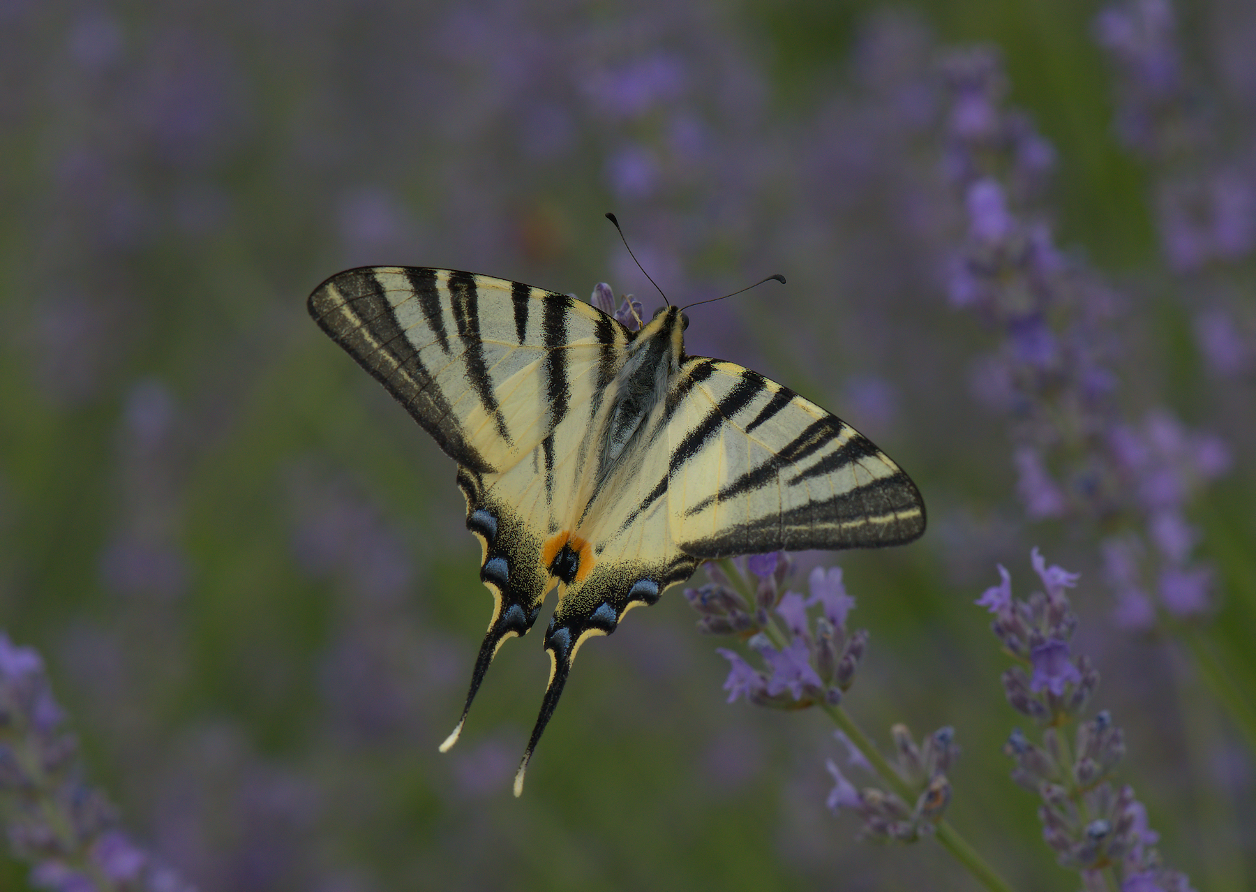 Iphiclides Podalirius