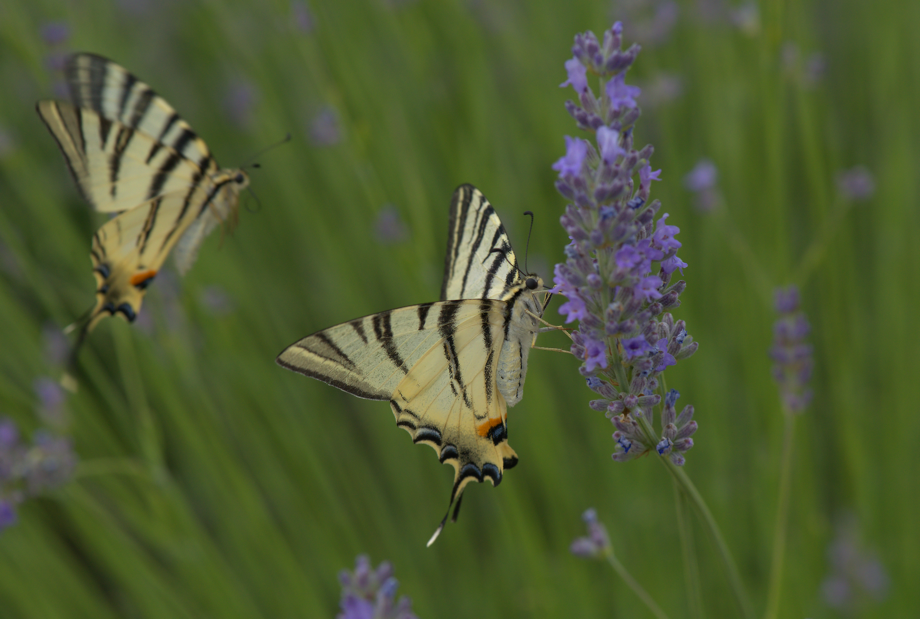 Iphiclides Podalirius