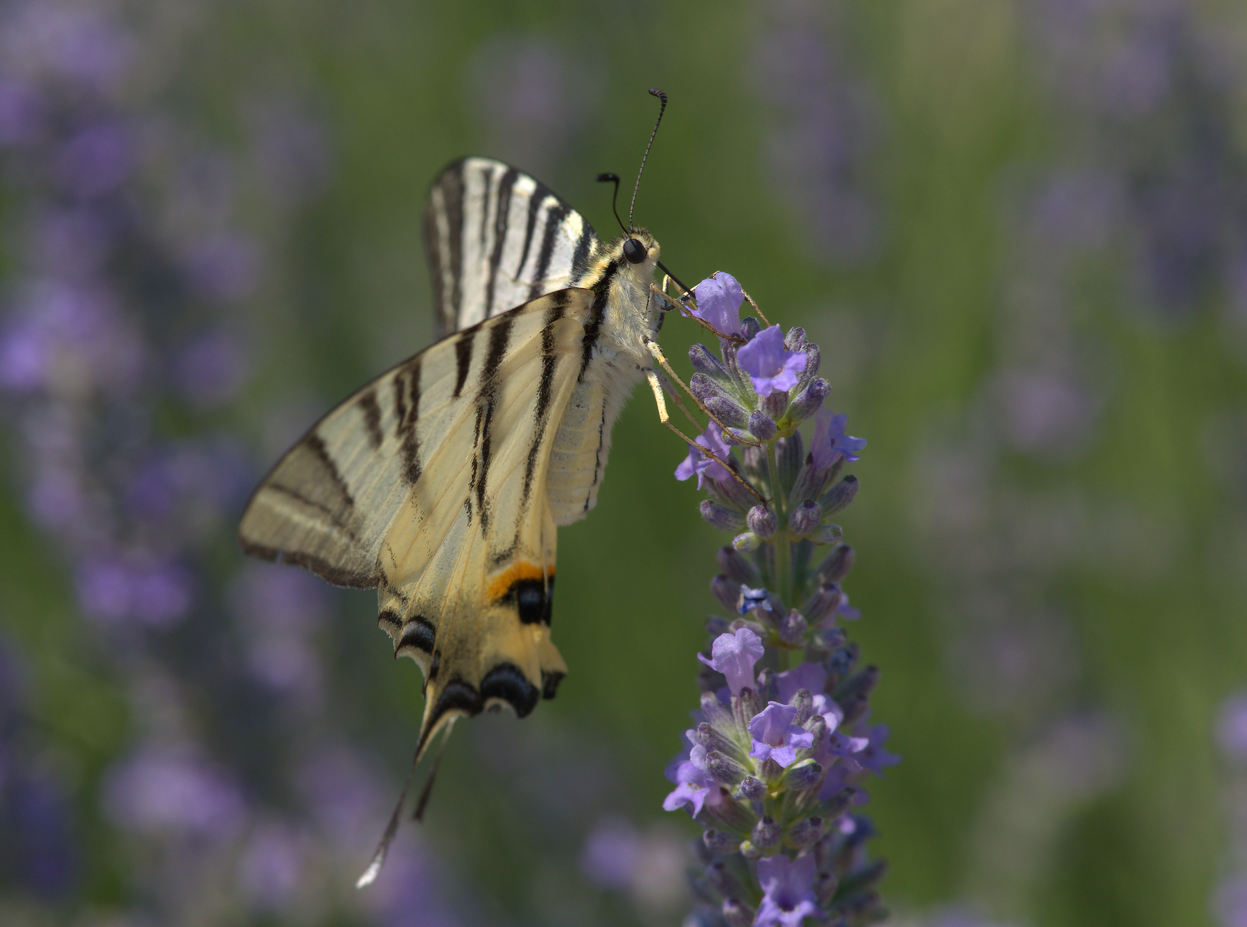 Iphiclides Podalirius