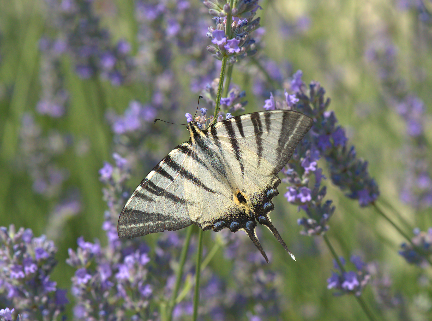 Iphiclides Podalirius
