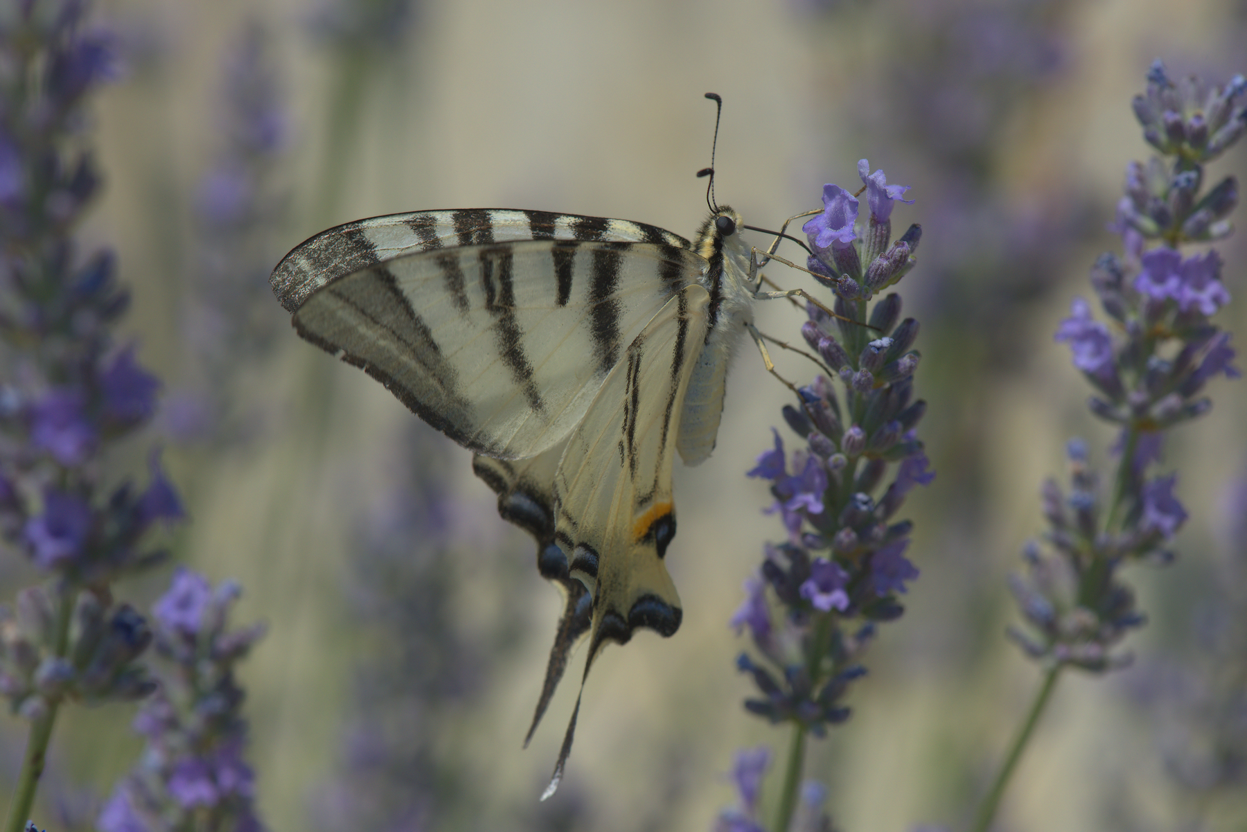 Iphiclides Podalirius