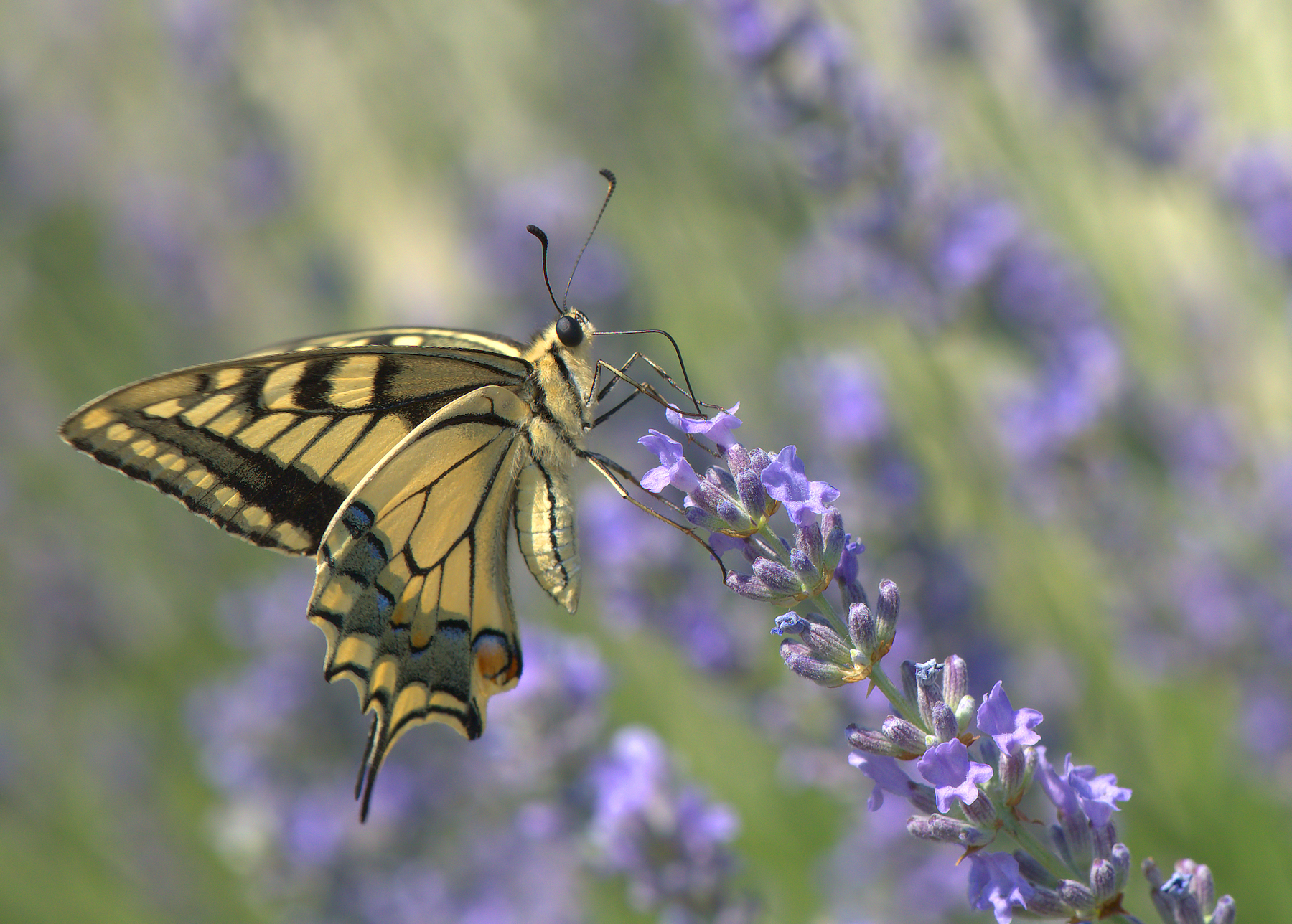 Papilio Machaon