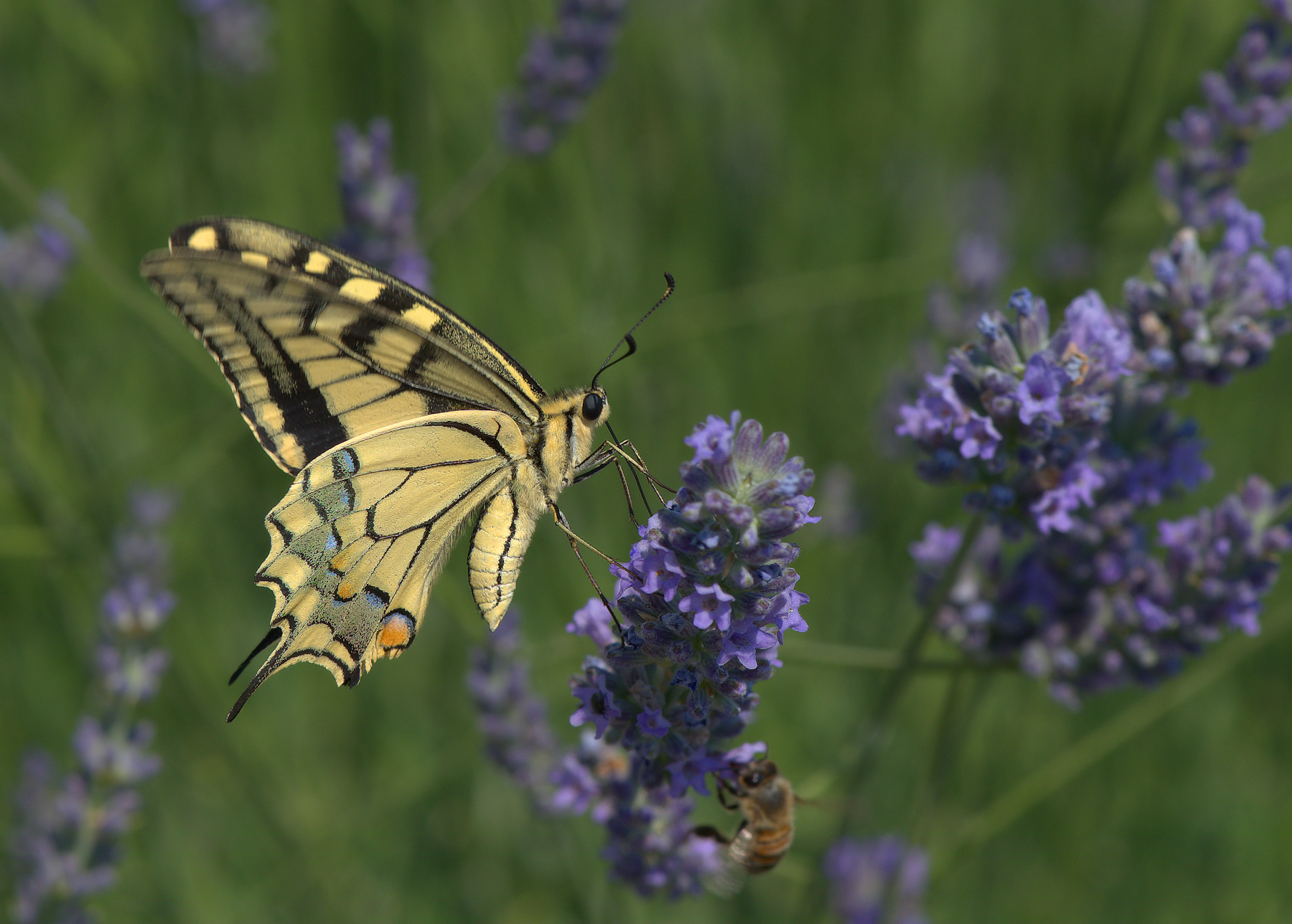 Papilio Machaon