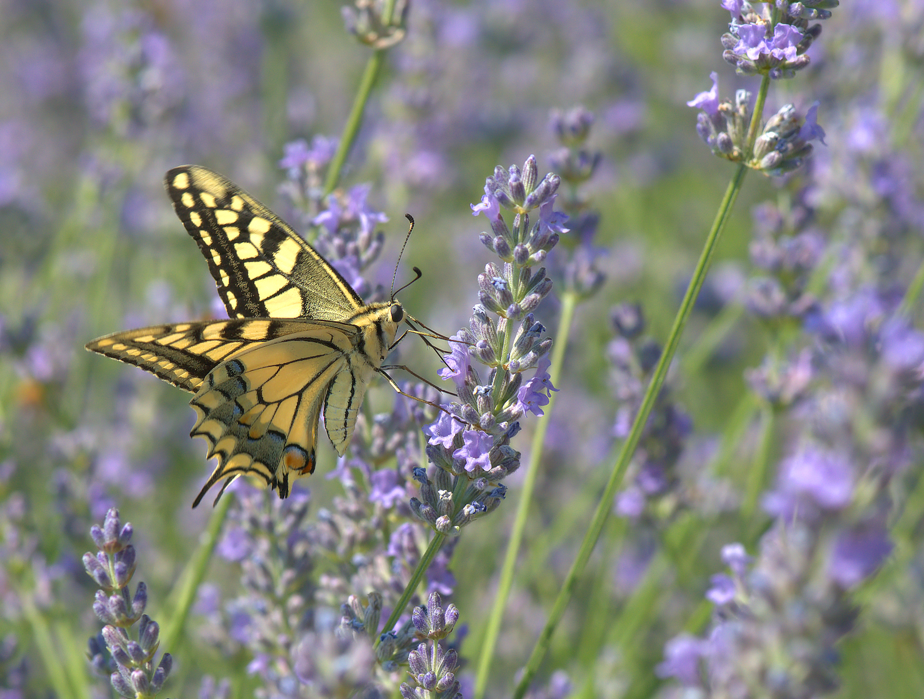 Papilio Machaon