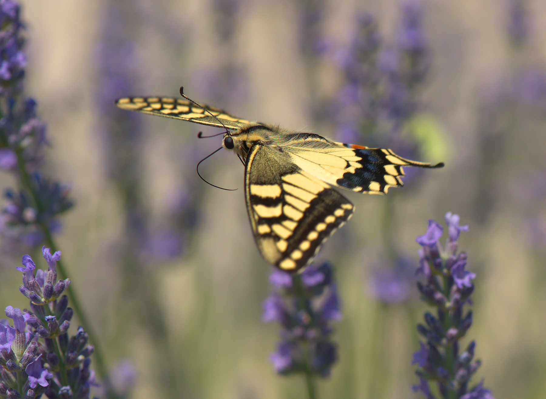 Papilio Machaon