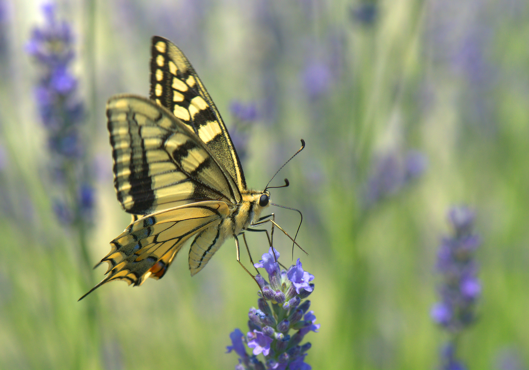 Papilio Machaon