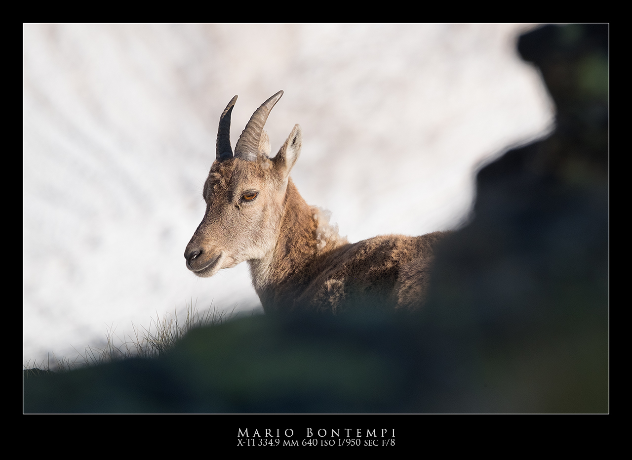 Young Ibex